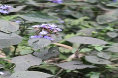 Eranthemum pulchellum